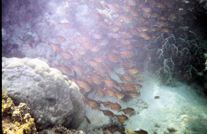 Seychellen Unterwasser-022.jpg